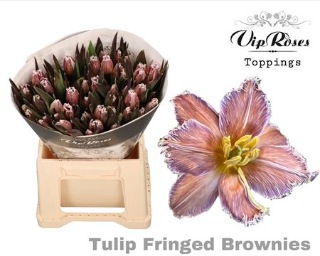 Tulip - Tulipa - Brownies