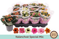 Kalanchoe Gev Gemengd Special