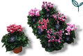 Cyclamen Per Ss Garden Gemengd Fuji