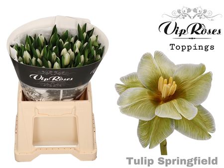 Blue Dyed Tulipa Cut Flowers – 50 Stems