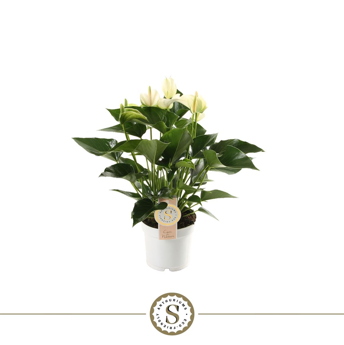 Anthurium St White Champion