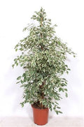 Ficus Be Twilight