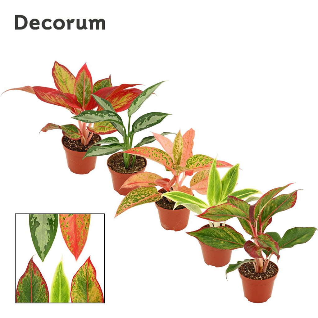 Aglaonema Gemengd