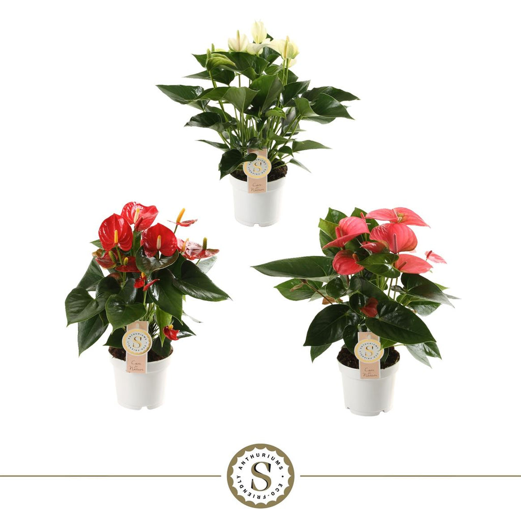 Anthurium St Gemengd 3kl