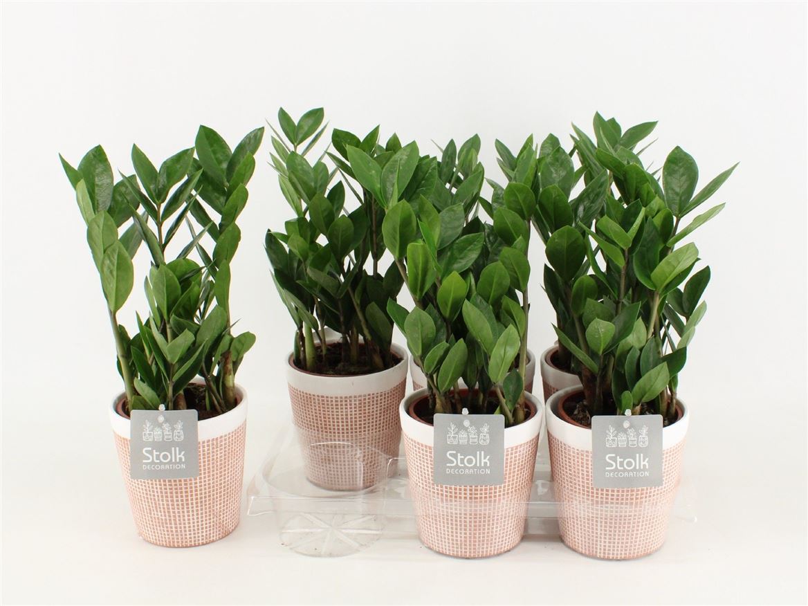 Zamioculcas Zamiifolia Keramiek Terracotta