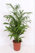 Chamaedorea Seifrizii