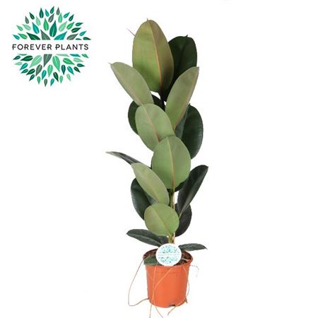 Ficus El Robusta
