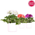 Primula Ob Gemengd Keramiek Simplicity White