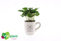 Coffea Arabica Keramiek Koffiemok Wit