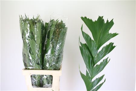 Butterfly Palm - Caryota mitis - Plastic