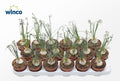 Albuca Spiralis (caudex)