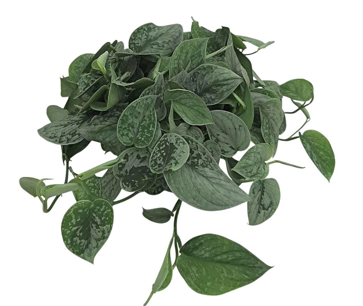 Scindapsus Pictus Silvery Ann