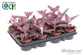 Kalanchoe Beharensis Make Upz Roze