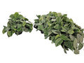 Scindapsus Pictus Silvery Ann