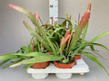 Epiphyllum Red Tip