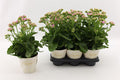 Kalanchoe Graceful Pink