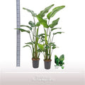 Strelitzia Nicolai