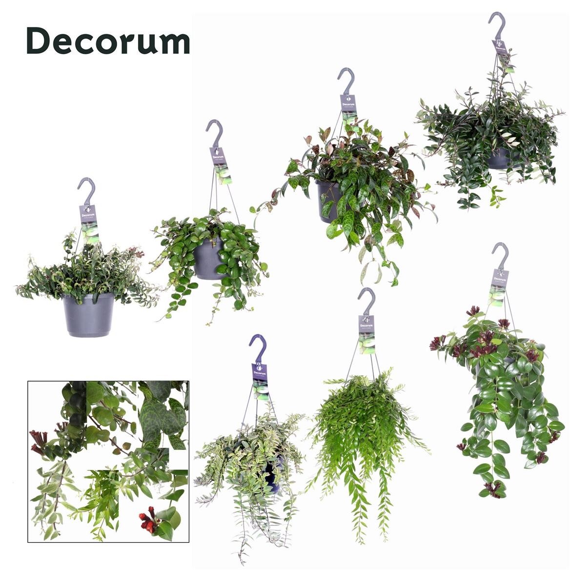 Aeschynanthus Gemengd Groen