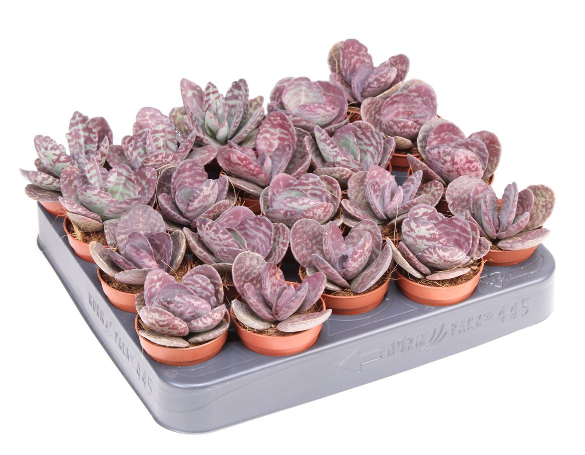 Kalanchoe Humilis Zebra