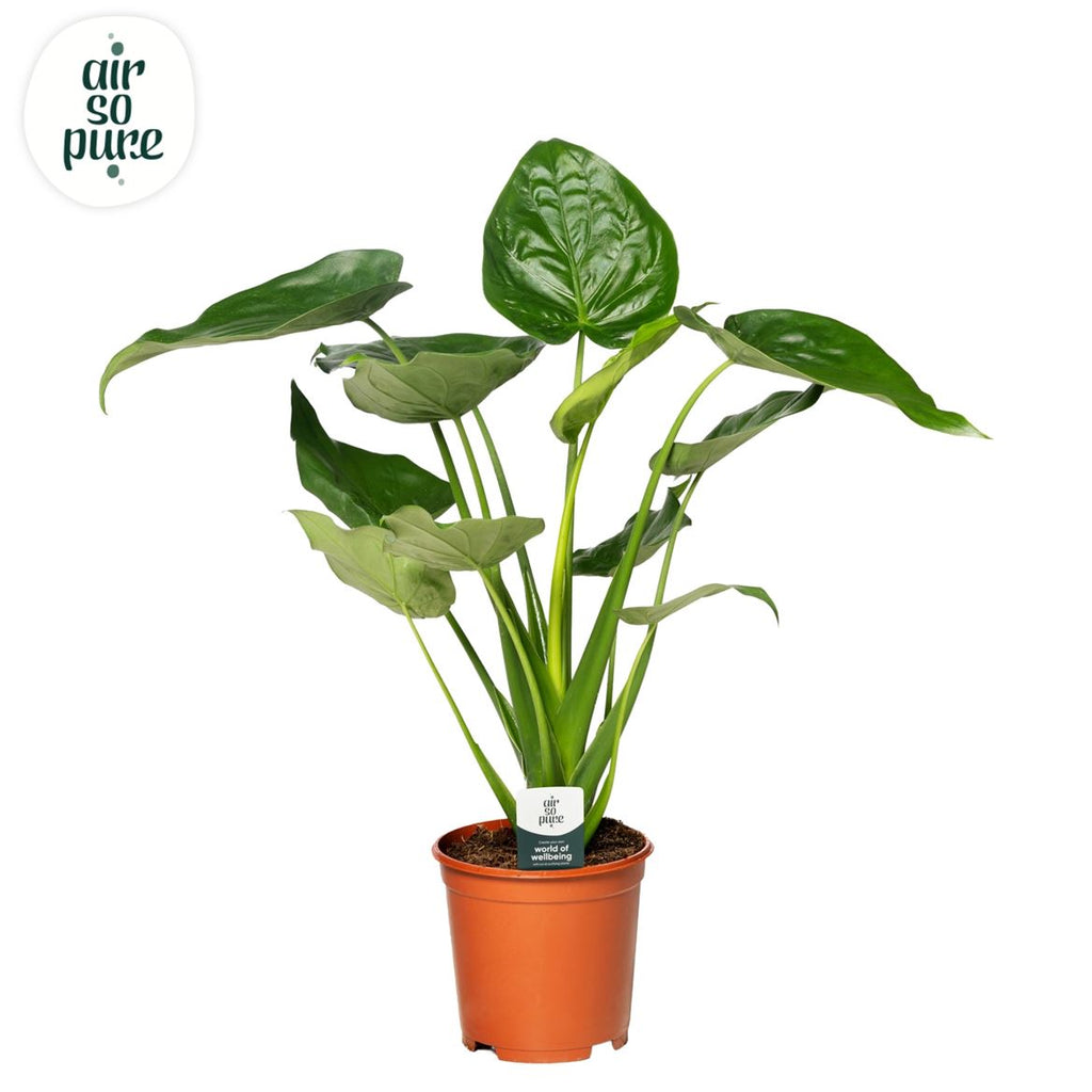 Alocasia Cucullata