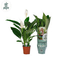Spathiphyllum Bingo Cupido 4+