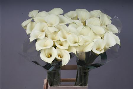 Calla Lily - Zantedeschia