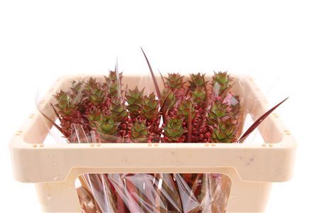Pink Ananas Ornamental Stems – 50cm