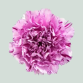 Carnation Standard Yukari Scuro (20 Stems)
