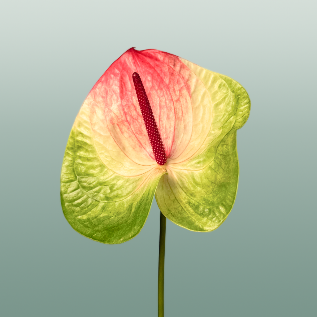 Anthurium Zafira Green Stems – 40cm