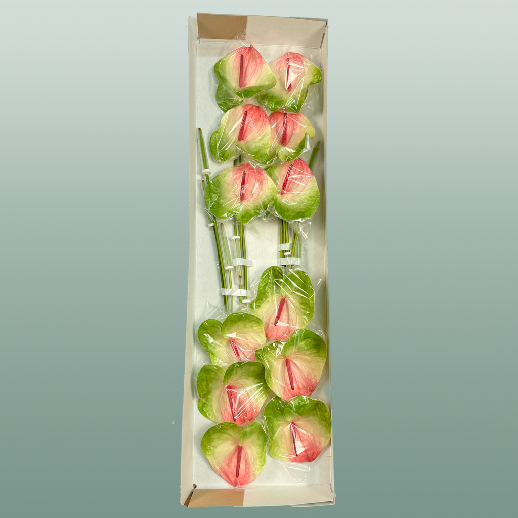 Anthurium Zafira Green Stems – 40cm