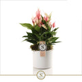 Anthurium St Lilli Keramiek Bari White