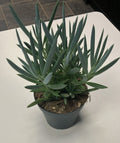 Senecio Mount Everest