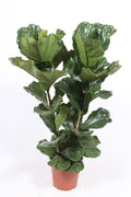 Ficus Lyrata 2pp