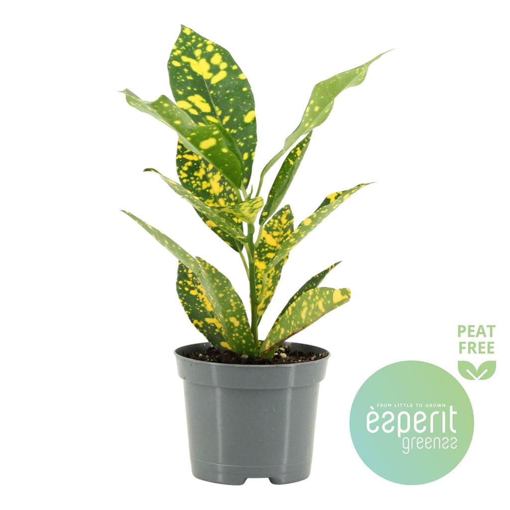 Cod Var Gold Sun