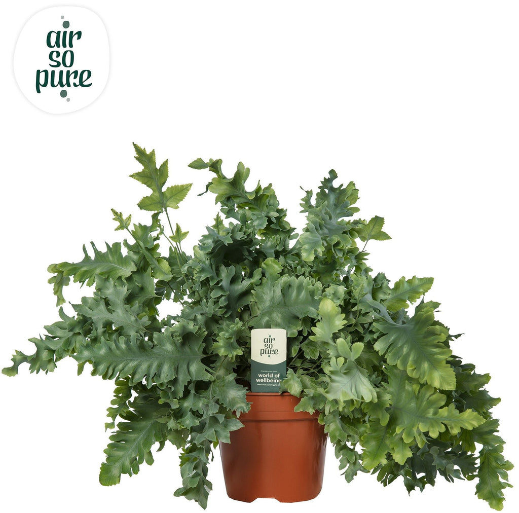Phlebodium Davana