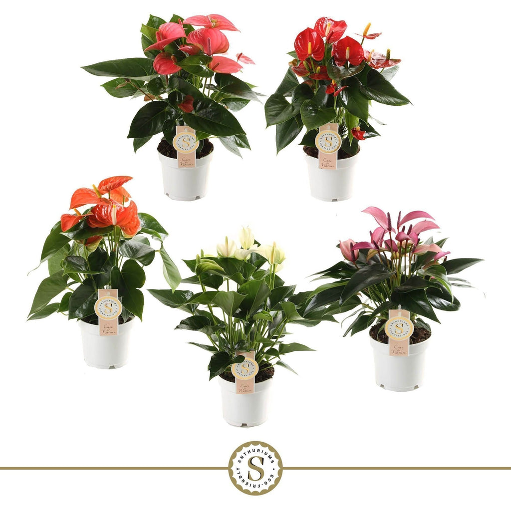 Anthurium St Gemengd 5kl