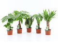 Ov Kamerplanten Gemengd Tropic