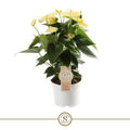Anthurium St Yellow Champion