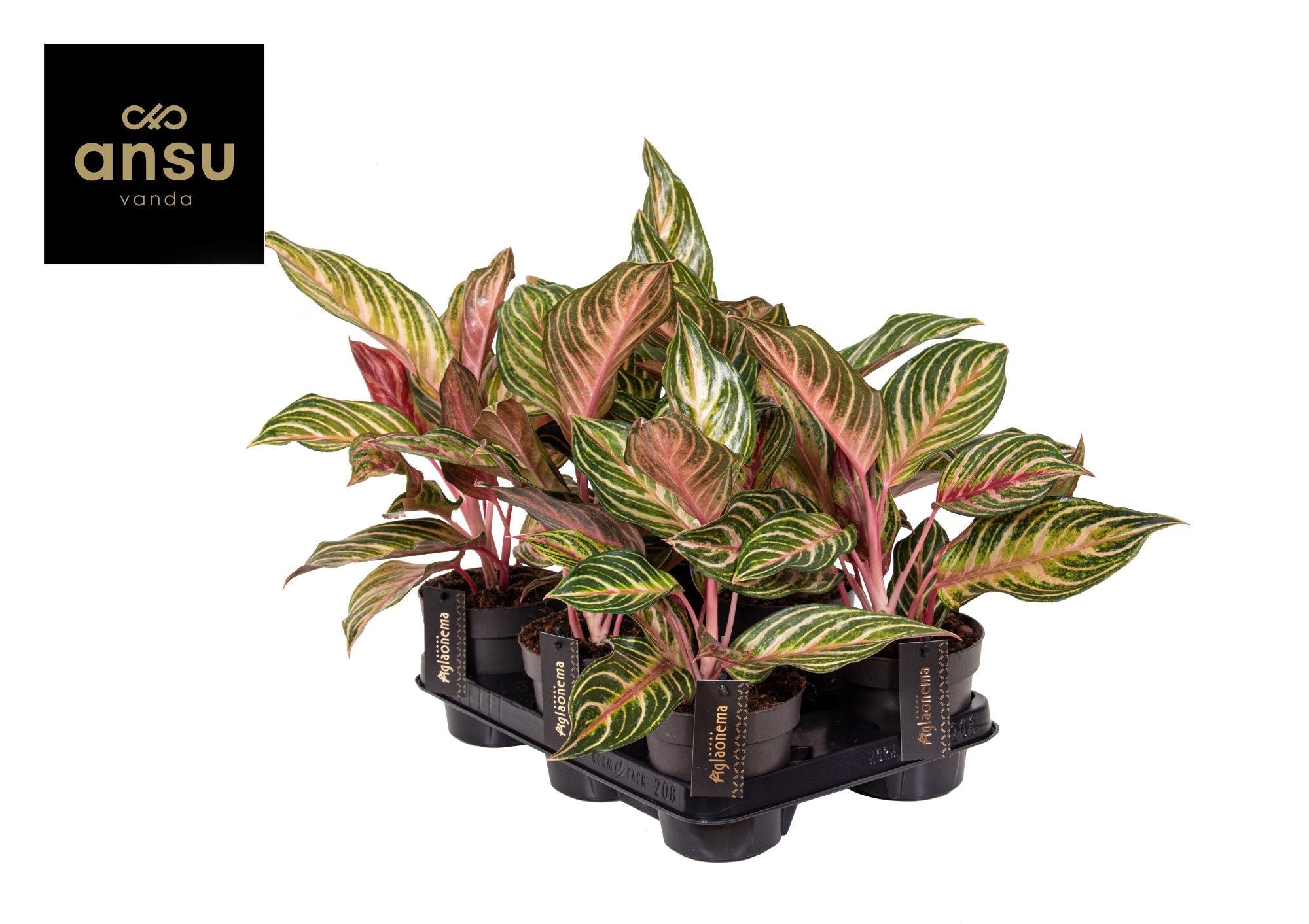Aglaonema Dreamcatcher