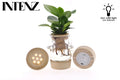 Opm Intenz Clusia Glas Bol + Klikurk + Led