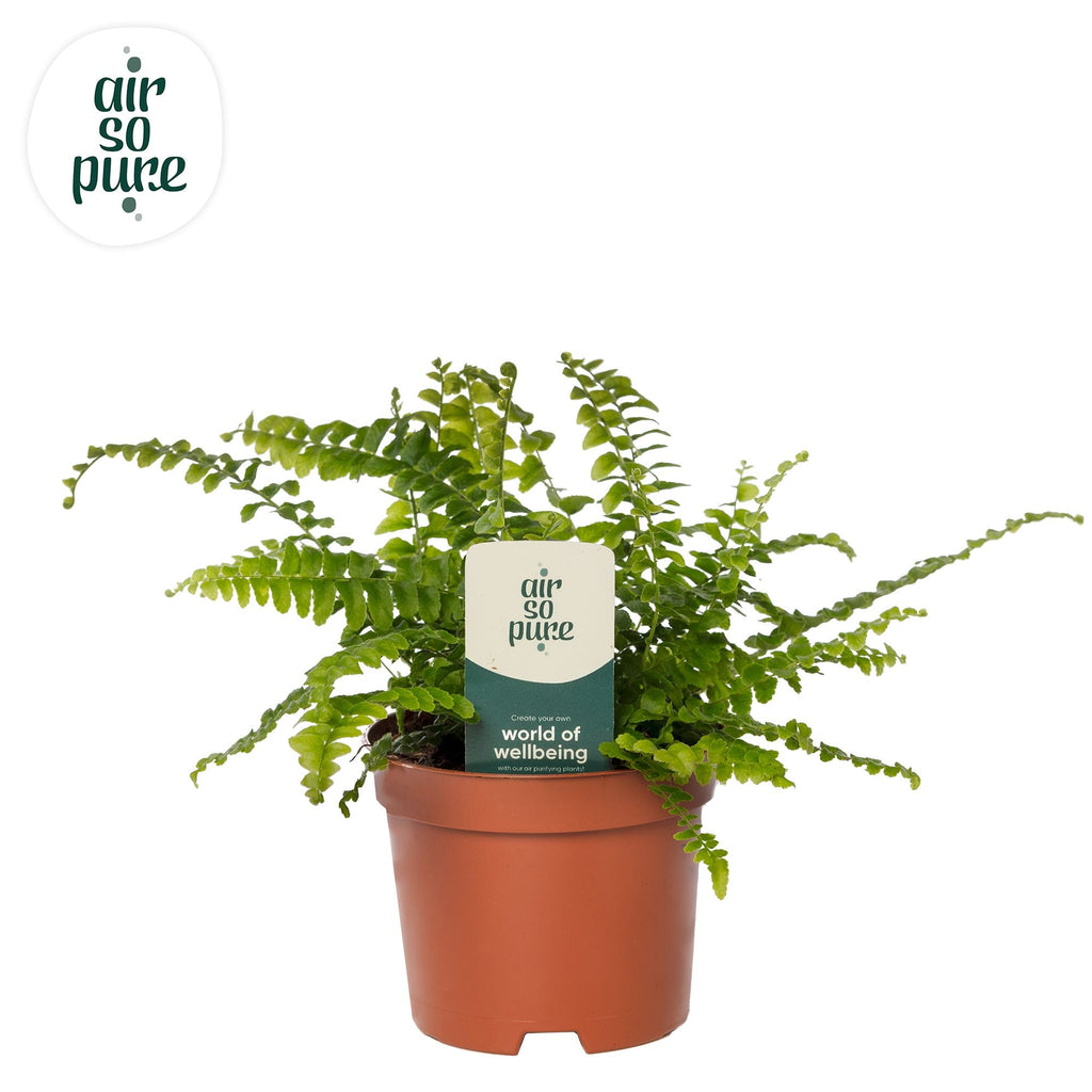 Nephrolepis Green Lady