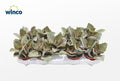 Kalanchoe Beharensis