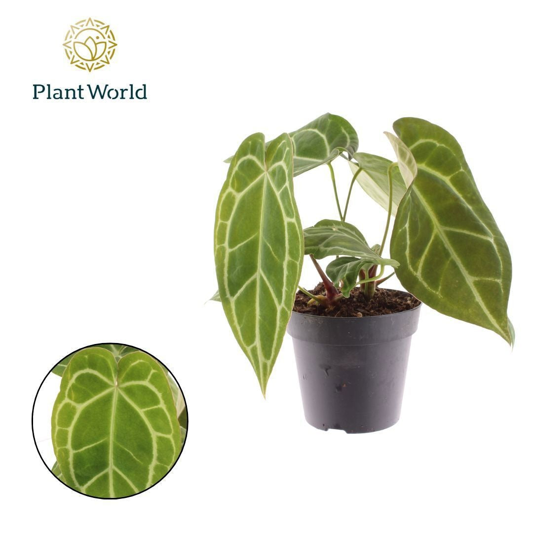 Anthurium Chrystalinnum