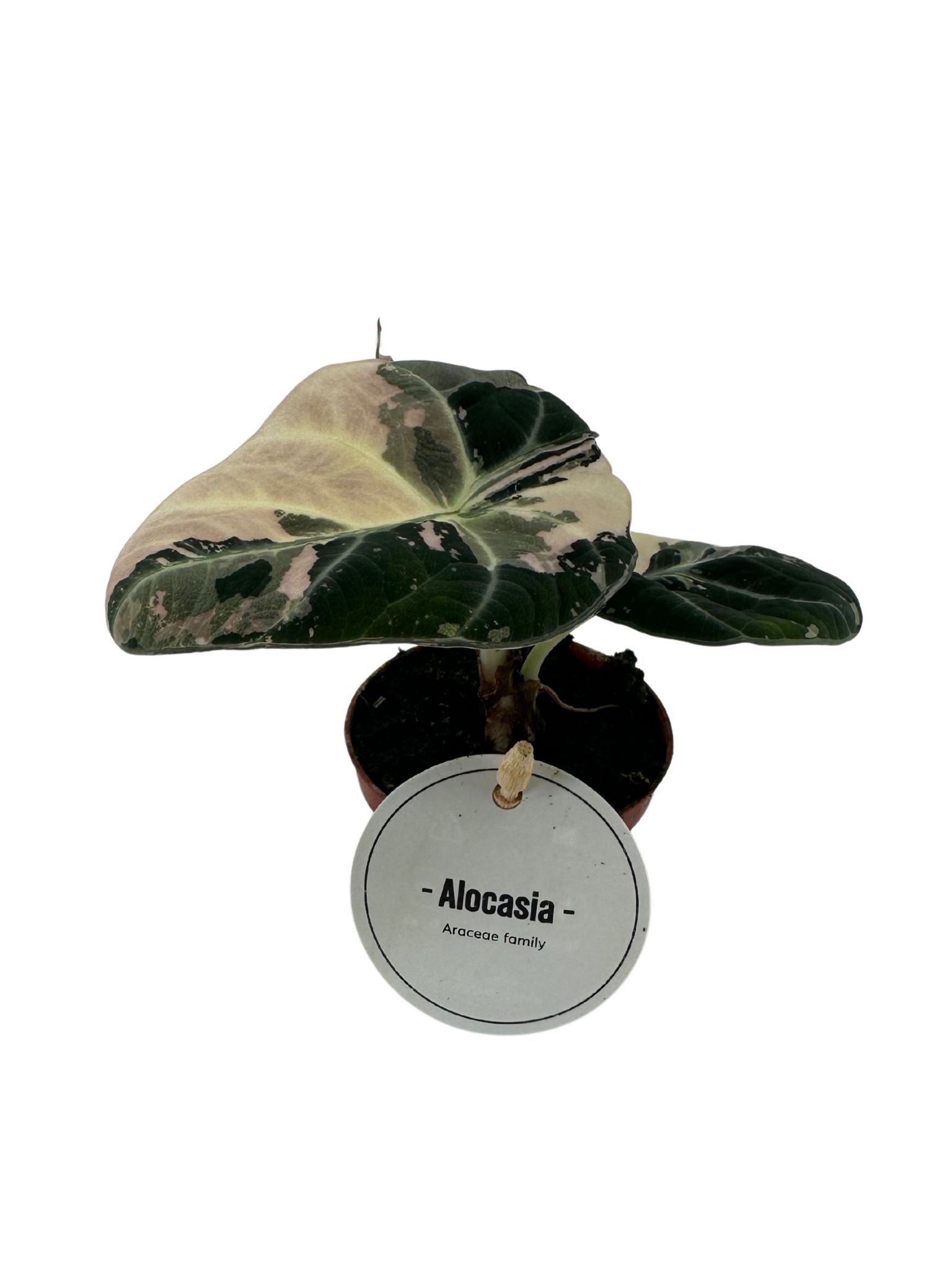 Alocasia Black Velvet Pink Variegata