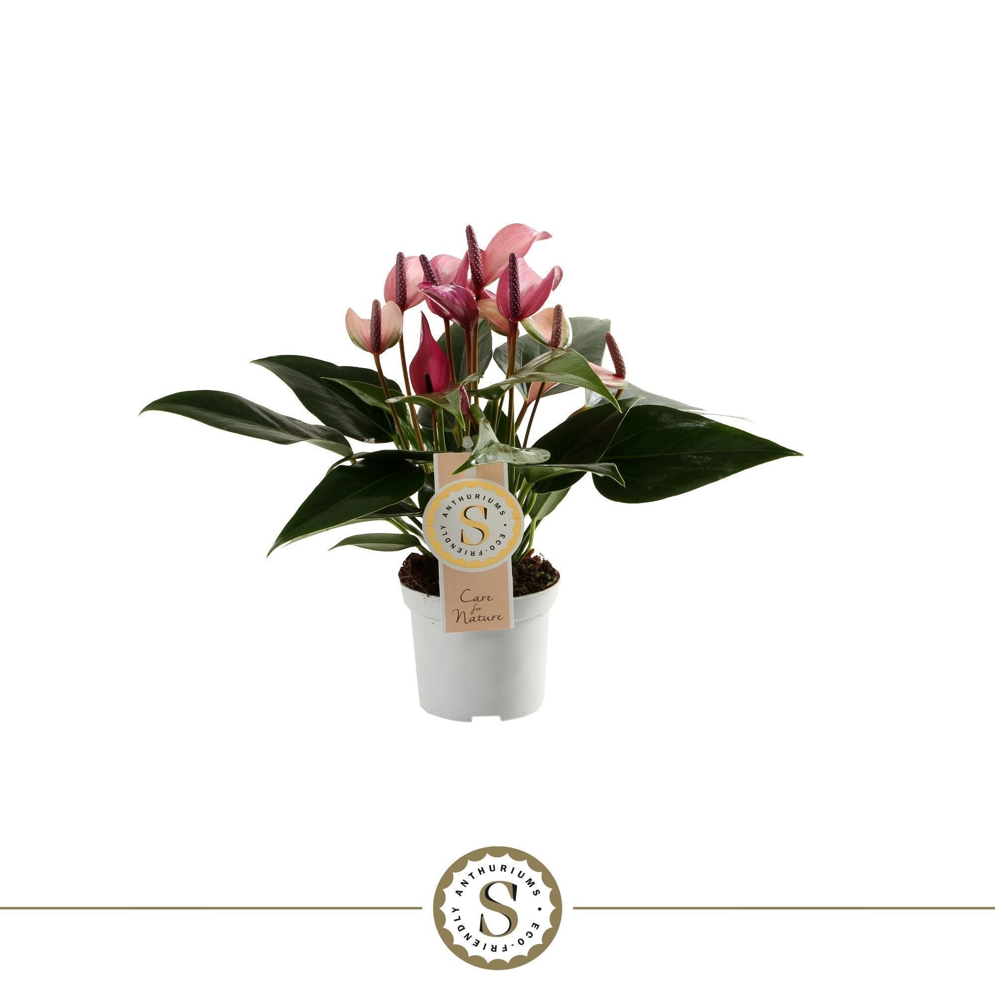 Anthurium St Zizou