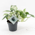 Epipr Pi Marble Variegata