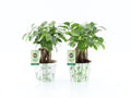 Ficus Mi Ginseng Potcover Bamboo