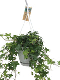 Hed He Overig Groen