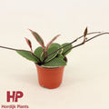 Hoya Carnosa Flamingo Dream
