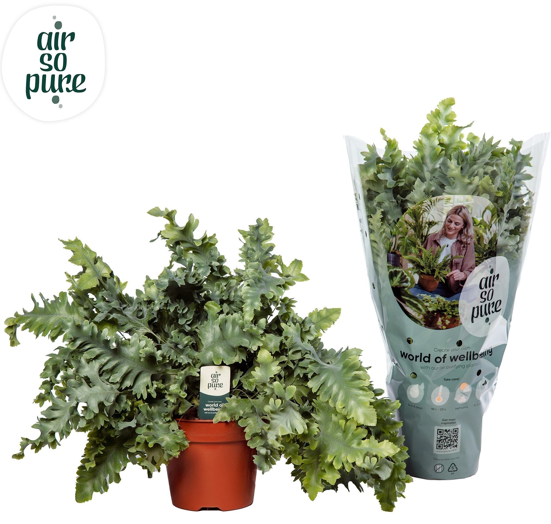 Phlebodium Davana